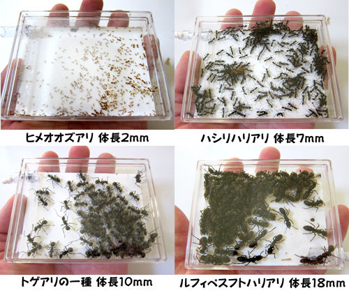 アリの世界の1mmは大きい ありんこ日記 Antroom アリの世界の1mmは大きい ありんこ日記 Antroom