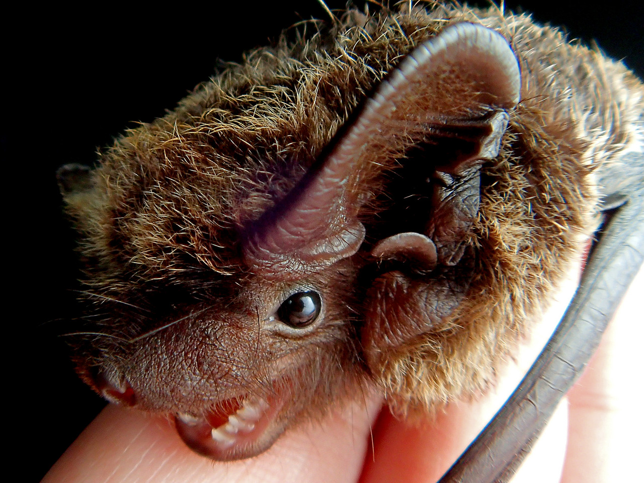 板橋区でヒナコウモリを保護 ありんこ日記 Antroom