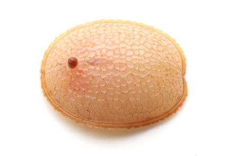 新種のアリスアブ