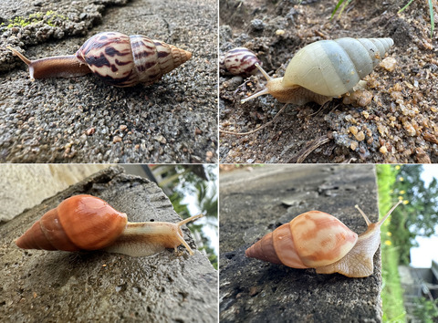 ���եꥫ�Υ��եꥫ�ޥ��ޥ�