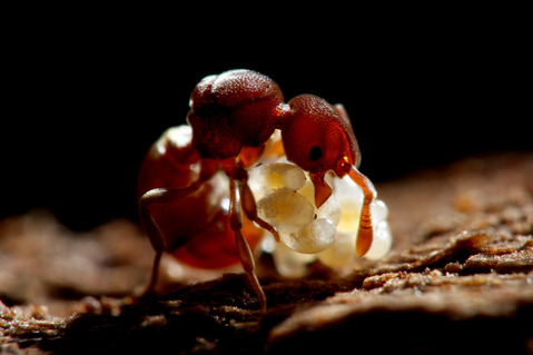 メダカダルマアリ Discothyrea kamiteta