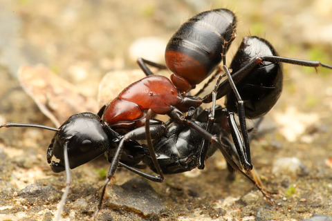 トゲアリ　ムネアカオオアリを襲う