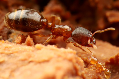 オニコツノアリ