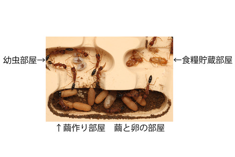 インドクワガタアリ