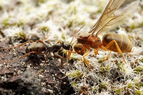 ヤマクロヤマアリ