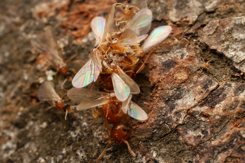 キイロシリアゲアリ