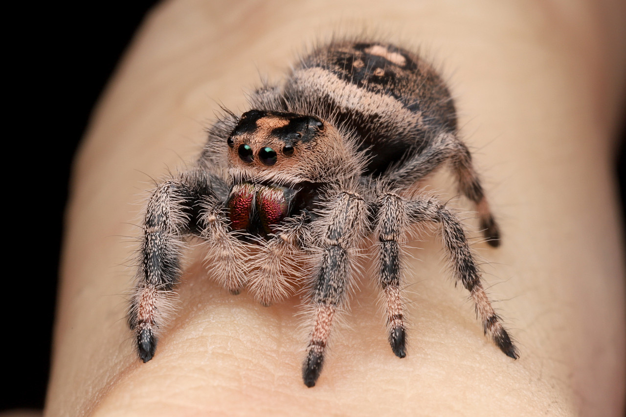 リーガルジャンピングスパイダーの雌雄 ありんこ日記 Antroom