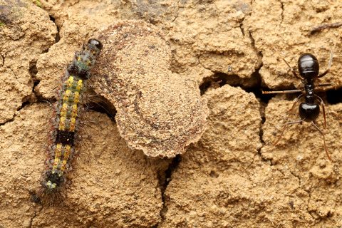 フタホシキコケガNudina artaxidia