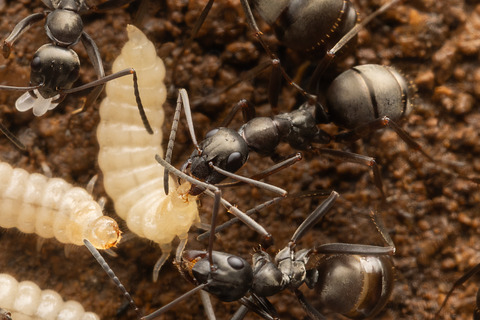 �ϥ�������Υ��ϥͥ�����