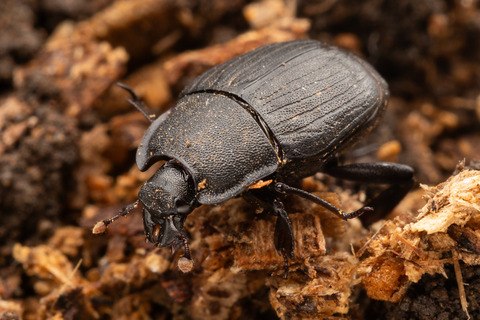 ���ꥯ������ޥॷ�δѻ�