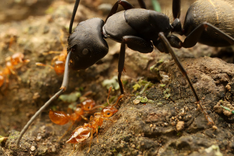 キイロシリアゲアリ