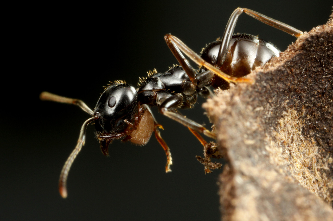 はたらきアリ→プロフ読んでください Tetraponera rufonigraはどのように：自然界における二色の木