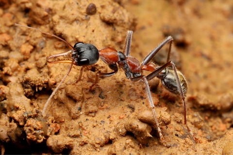 熱帯雨林のキバハリアリ Myrmecia nigrocincta