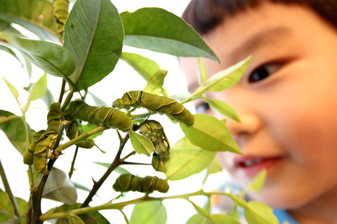 自宅のアゲハチョウ