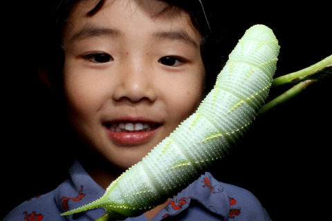 スズメガの幼虫