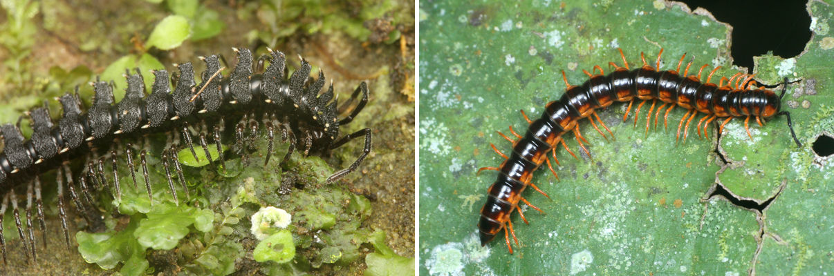 飛蝗最大級シタムラサキオオバッタ 昆虫標本 直翅類 カマキリ 昆虫標本