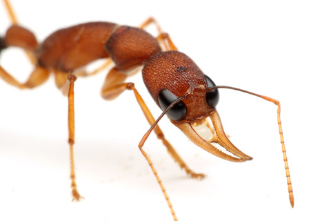 ����ɥ��塞������ Harpegnathos saltator