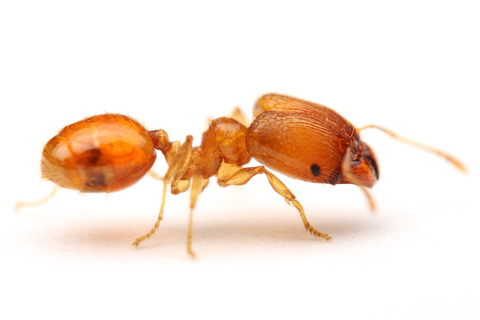 黒いヒメオオズアリ