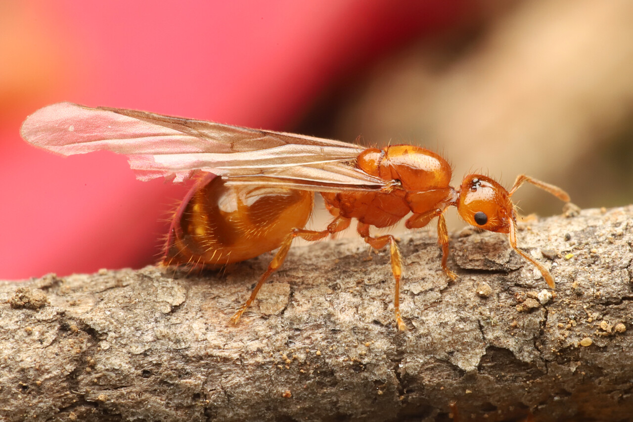 ありんこ日記 Antroom