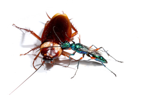 エメラルドゴキブリバチAmpulex compressa