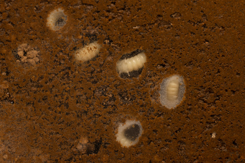 �ϥ�������Υ��ϥͥ�����������