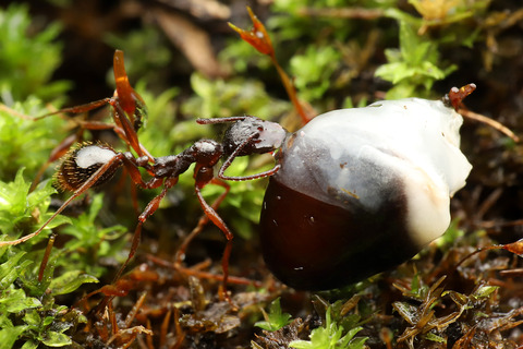 種子を運ぶアシナガアリ