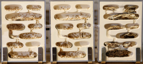 テラニシクサアリ