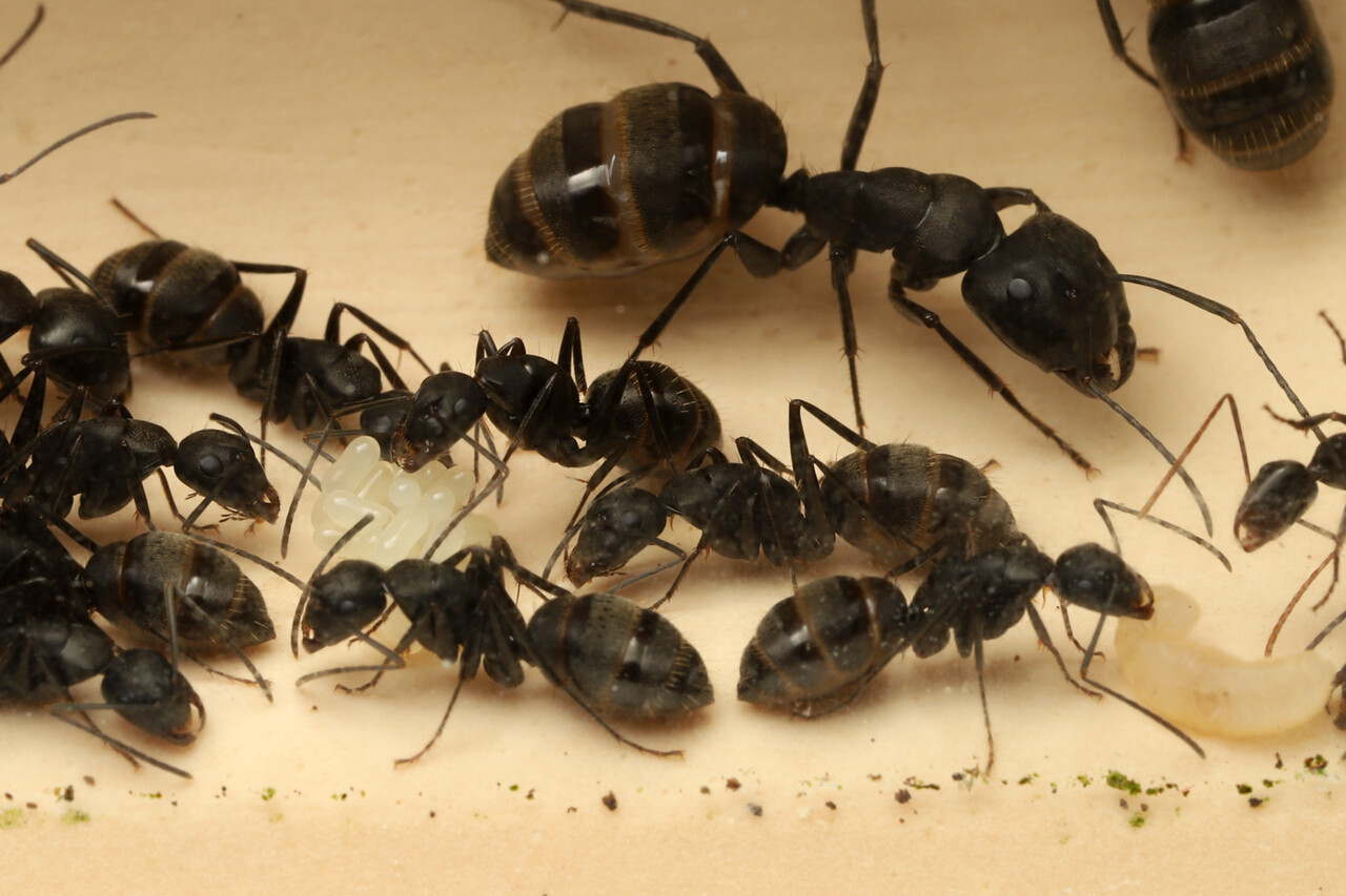 ヤマアリ亜科は冬暖めると季節感が狂う ありんこ日記 Antroom