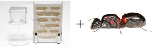ムネアカオオアリ+蟻マシーン2号ミニ」セール : ありんこ日記
