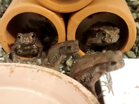 卵から育てたアズマヒキガエル
