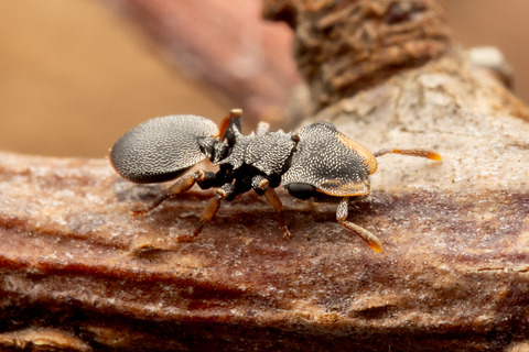 �ʥ٥֥����� Cephalotes minutus