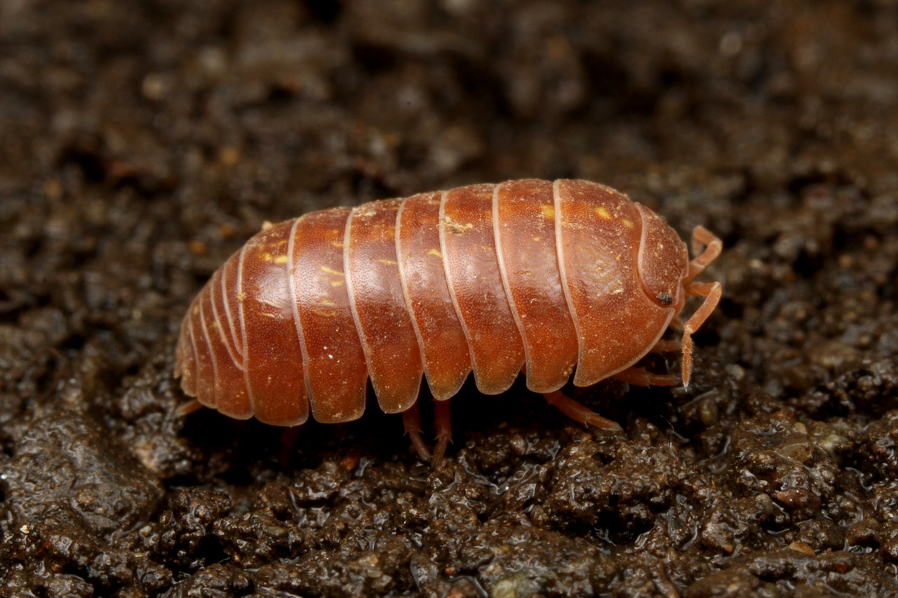 赤いダンゴムシ ありんこ日記 Antroom 赤いダンゴムシ ありんこ日記 Antroom