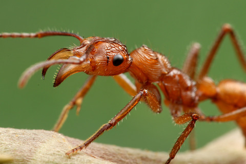 ǥϥꥢ Ectatomma tuberculatum