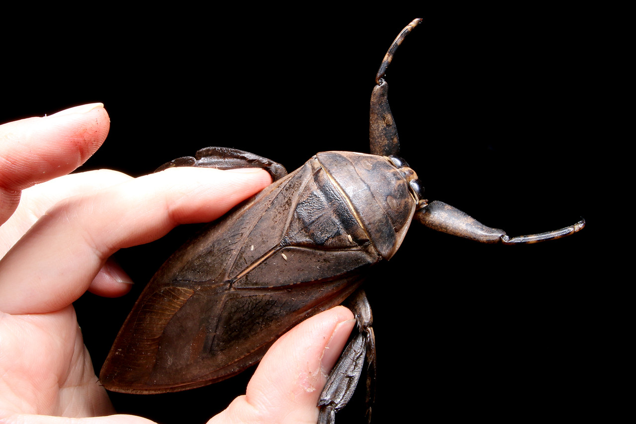 クレイジージャーニー」南米フランス領ギアナ編 : ありんこ日記 AntRoom