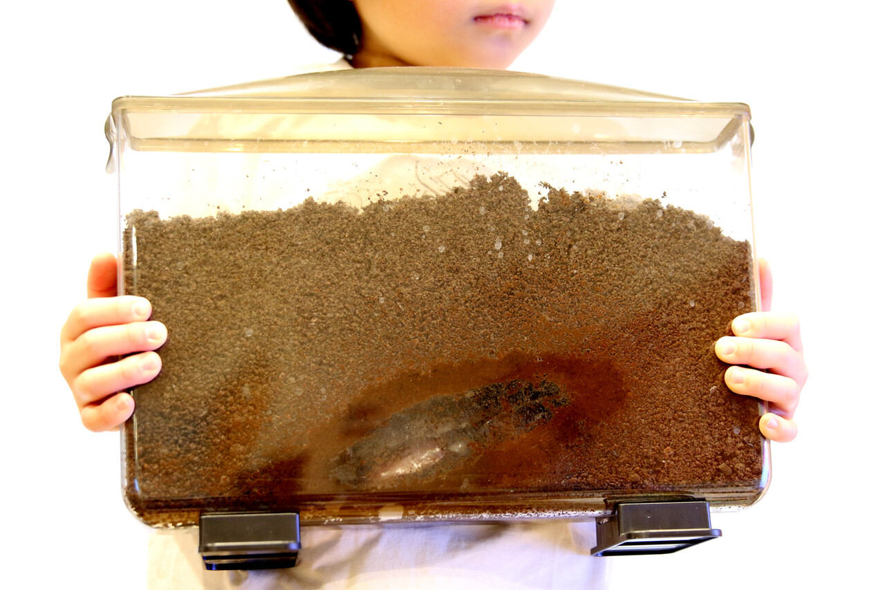 ヘラクレスオオカブトのオスがついに羽化！ : ありんこ日記 AntRoom