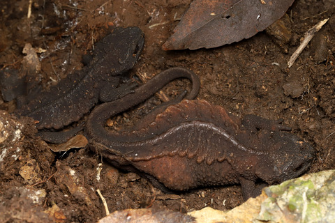 巨大イボイモリ