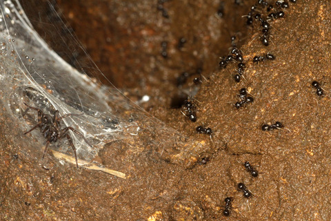 クサアリの巣のクモ