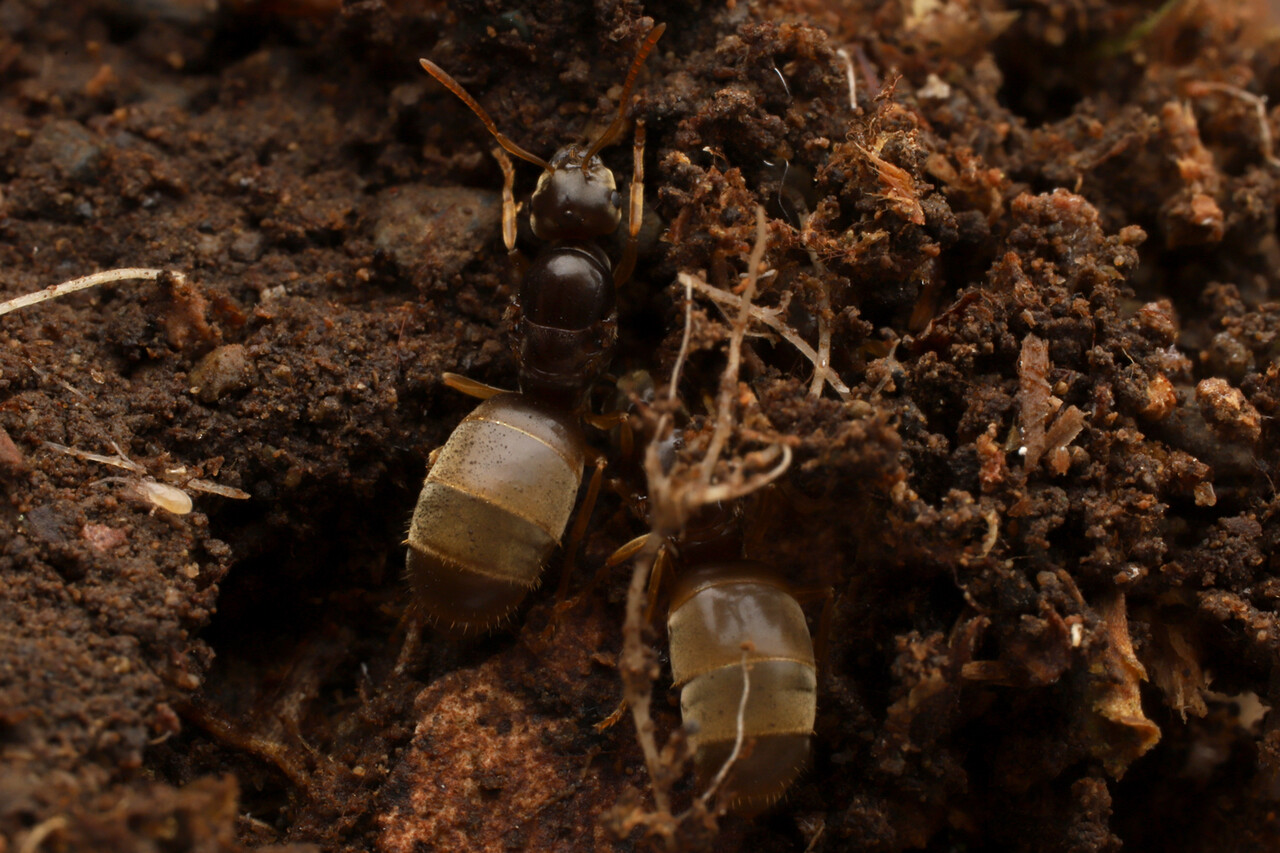 結婚飛行後のキイロケアリはそのまま越冬 ありんこ日記 Antroom