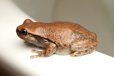 オーストラリア カエル