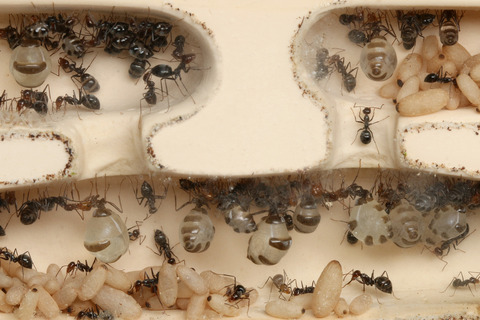 �ߥĥĥܥ���