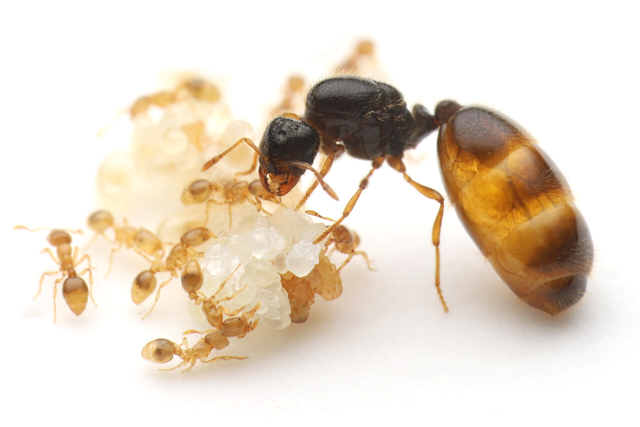 アフリカ産 タルサトゥスフトハリアリ 悪臭アリ Paltothyreus tarsatus