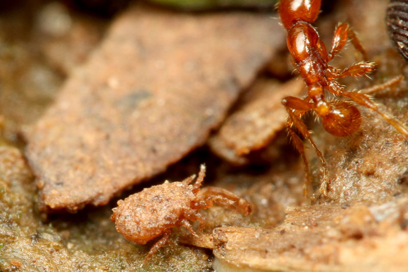 南米ペルー調査 その7 パラポネラを捕食するディノポネラ