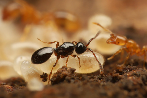 トフシアリヤドリクロバチ
