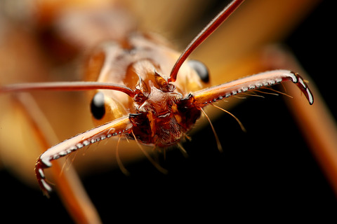 Odontomachus hastatus