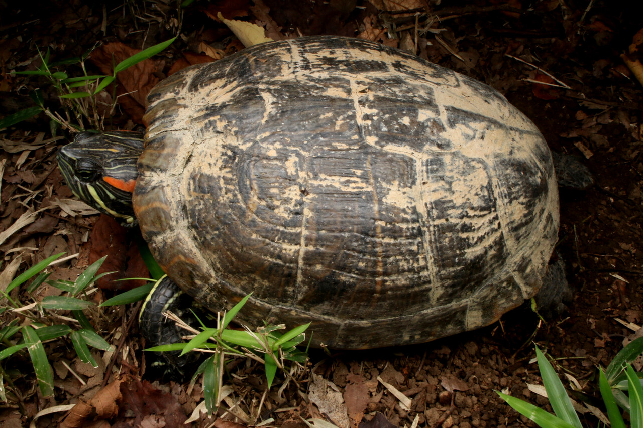 ミドリガメ 黄色いけど