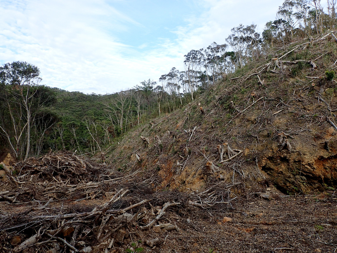 昆虫採集は悪なのか？ : ありんこ日記 AntRoom