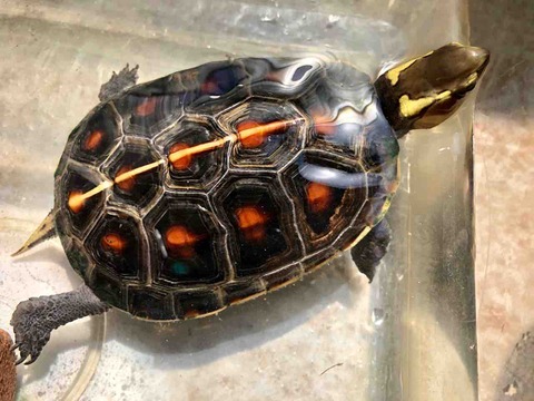 ���ޥ�ϥ�����