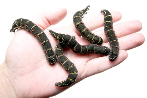 セスジスズメ幼虫