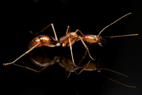 Odontomachus hastatus