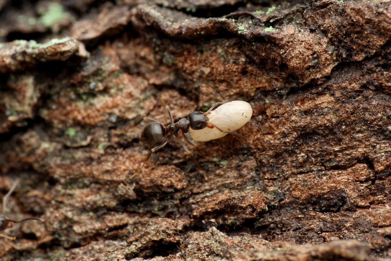 ありんこ日記 Antroom 15年07月